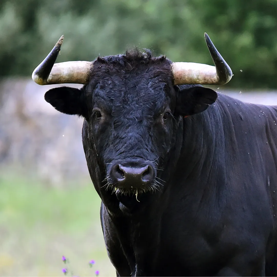 tour-visita-ganaderia-toros
