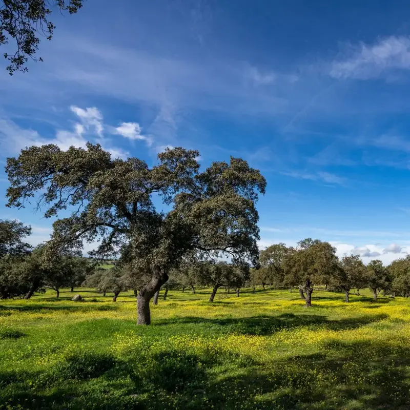 Dehesa landscape