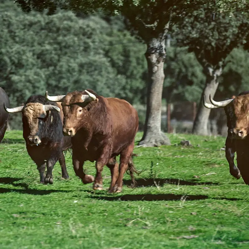 bull-dehesa