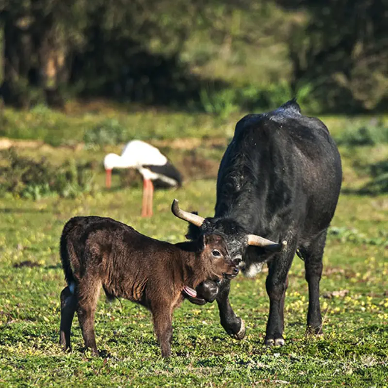 cria-toro-bravo