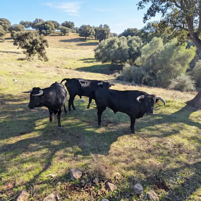 toros-en-dehesa-ganaderia-campo-1080px